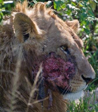 14671158_10154497603880295_2358928495647832611_n