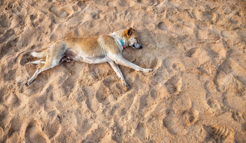Sleeping dog in running position on the beach in India